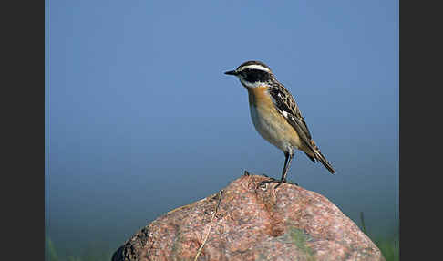 Braunkehlchen (Saxicola rubetra)