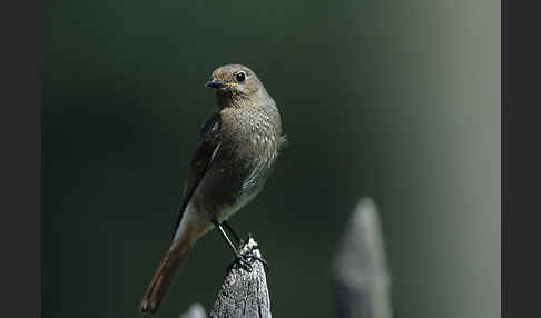 Hausrotschwanz (Phoenicurus ochruros)