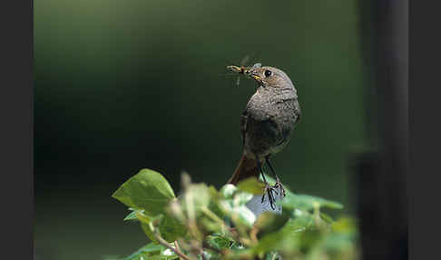 Hausrotschwanz (Phoenicurus ochruros)