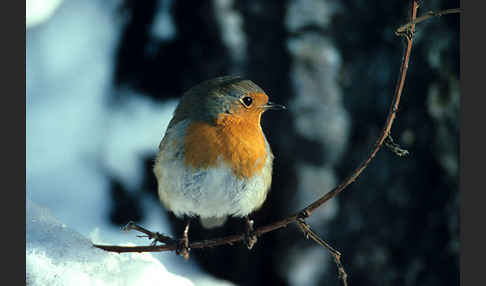 Rotkehlchen (Erithacus rubecula)