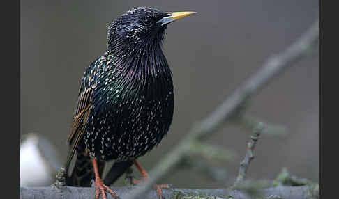 Star (Sturnus vulgaris)