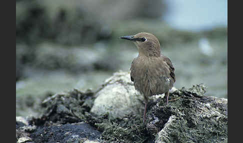 Star (Sturnus vulgaris)