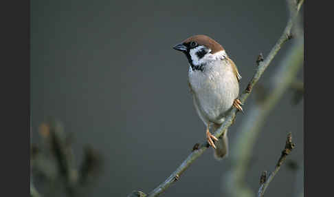 Feldsperling (Passer montanus)