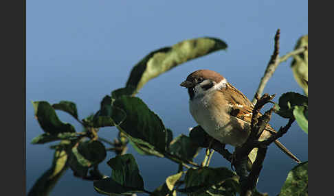 Feldsperling (Passer montanus)