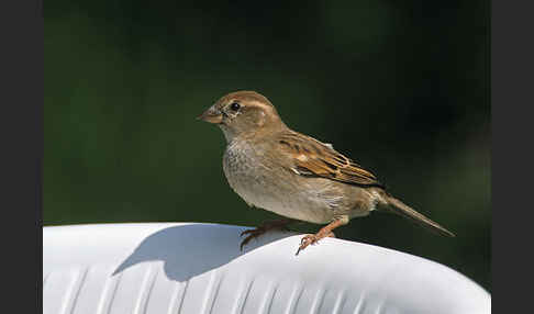 Haussperling (Passer domesticus)