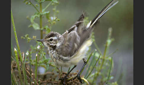 Wiesenschafstelze (Motacilla flava)