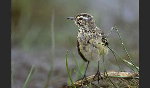 Wiesenschafstelze (Motacilla flava)