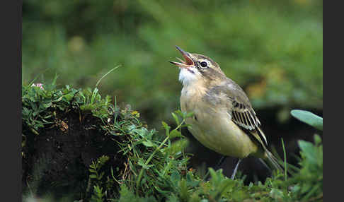 Wiesenschafstelze (Motacilla flava)