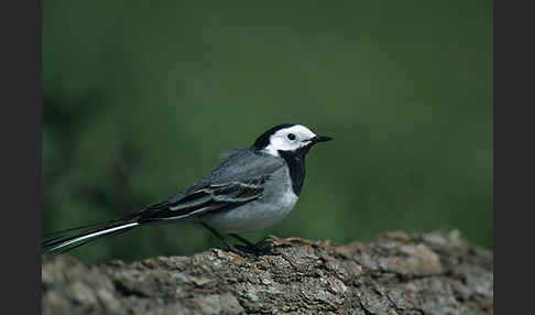 Bachstelze (Motacilla alba)