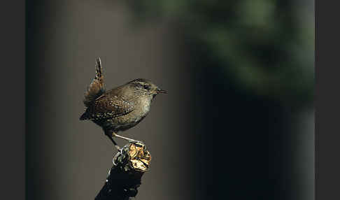 Zaunkönig (Troglodytes troglodytes)