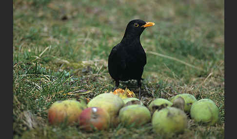 Amsel (Turdus merula)