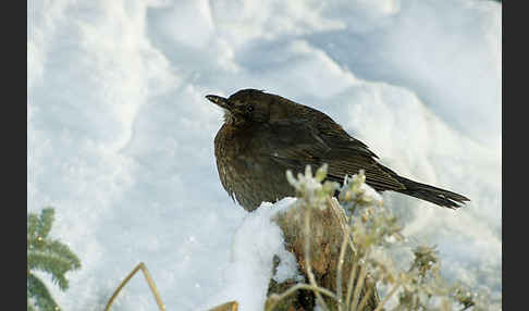 Amsel (Turdus merula)