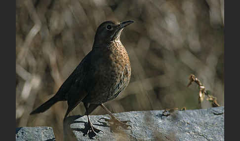 Amsel (Turdus merula)