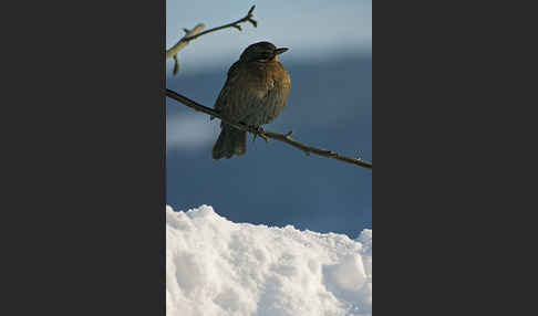 Amsel (Turdus merula)