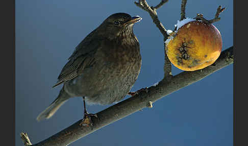 Amsel (Turdus merula)