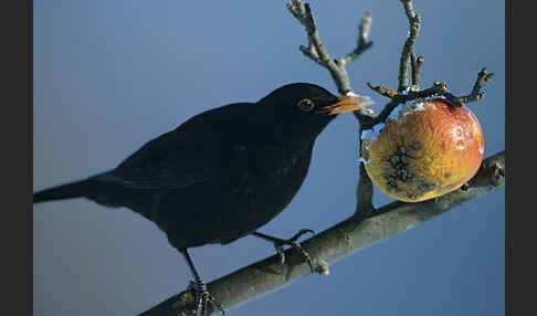 Amsel (Turdus merula)