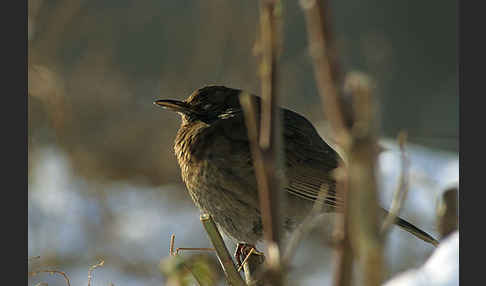 Amsel (Turdus merula)