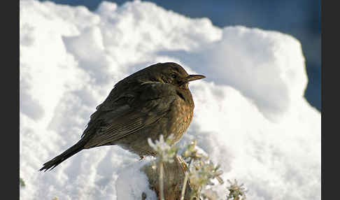 Amsel (Turdus merula)