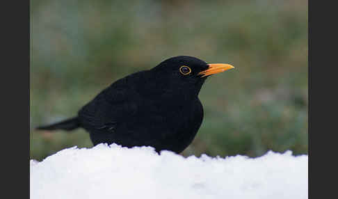 Amsel (Turdus merula)