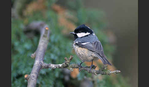 Tannenmeise (Parus ater)