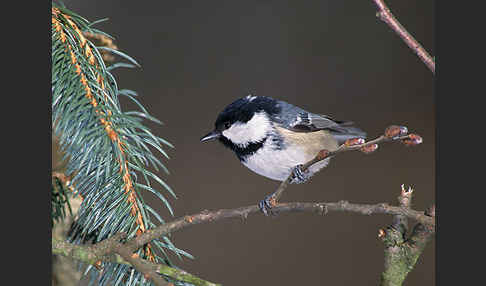 Tannenmeise (Parus ater)