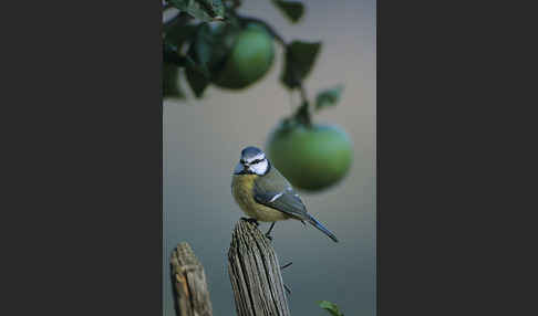 Blaumeise (Parus caeruleus)