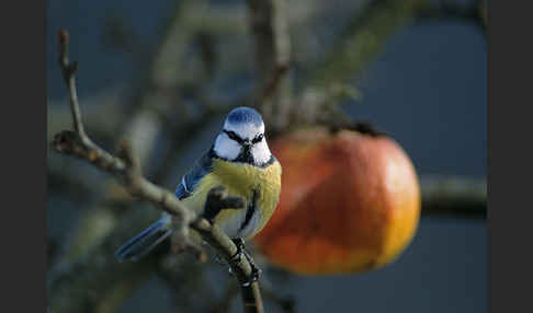 Blaumeise (Parus caeruleus)