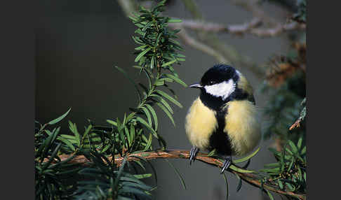 Kohlmeise (Parus major)