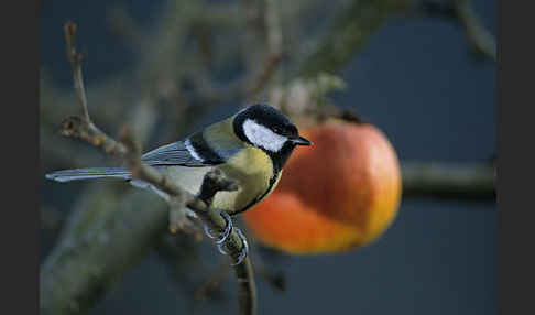 Kohlmeise (Parus major)