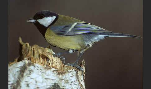 Kohlmeise (Parus major)