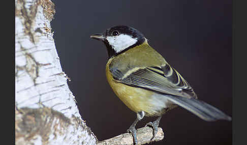 Kohlmeise (Parus major)