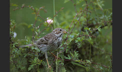 Grauammer (Miliaria calandra)