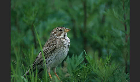 Grauammer (Miliaria calandra)