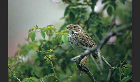 Grauammer (Miliaria calandra)