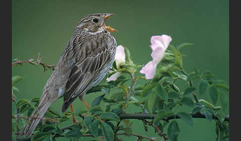 Grauammer (Miliaria calandra)