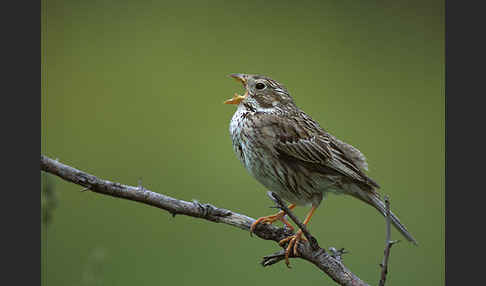 Grauammer (Miliaria calandra)