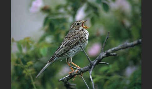 Grauammer (Miliaria calandra)