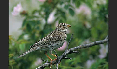 Grauammer (Miliaria calandra)