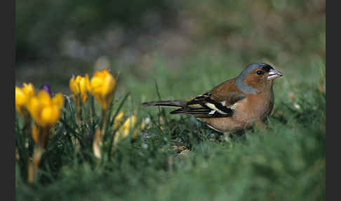 Buchfink (Fringilla coelebs)