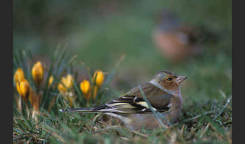 Buchfink (Fringilla coelebs)