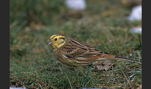 Goldammer (Emberiza citrinella)