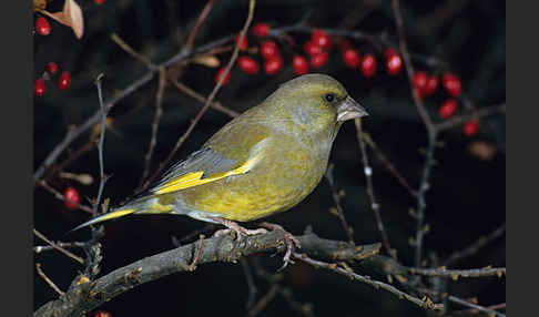 Grünfink (Carduelis chloris)