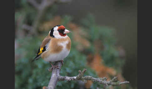 Stieglitz (Carduelis carduelis)