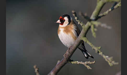 Stieglitz (Carduelis carduelis)