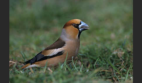 Kernbeißer (Coccothraustes coccothraustes)