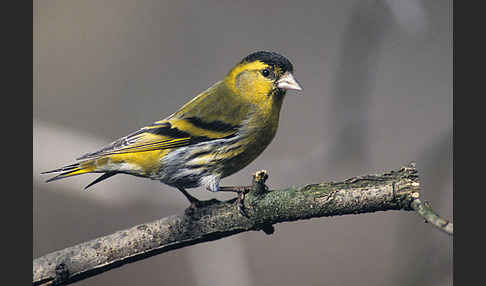 Erlenzeisig (Carduelis spinus)