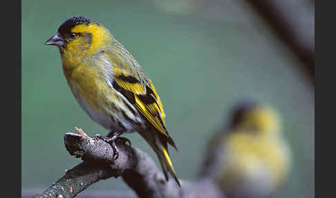 Erlenzeisig (Carduelis spinus)