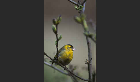 Erlenzeisig (Carduelis spinus)