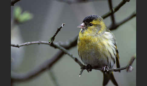 Erlenzeisig (Carduelis spinus)