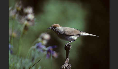 Mönchsgrasmücke (Sylvia atricapilla)